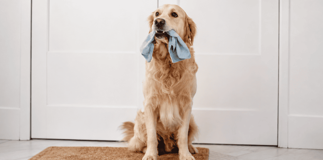 Eco & Pet-Friendly Cleaning Solutions