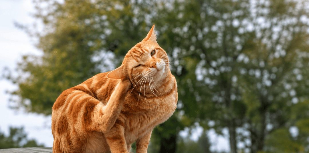 Managing Ectoparasites: Ticks, Fleas & Other Pests