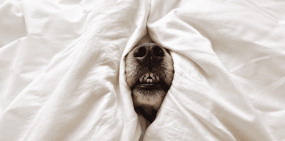A Dog’s Sense Of Smell